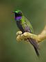 Hummingbird Garden Photo: Black-Throated Brilliant